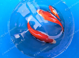 5 large colourful goldfish