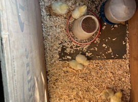 Chicks