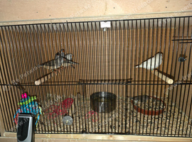 7 this year young zebra finch