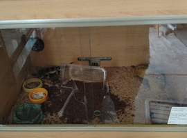 Leopard Geckos (need to go asap)