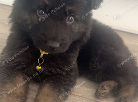 German Shepard puppy for sale