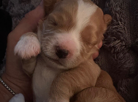 Small mixed breed puppies