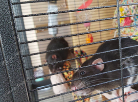 2 male rats 5 months old