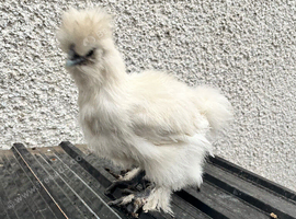 1 silkie for sale