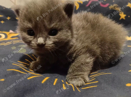 Kittens for sale