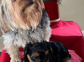 Yorkie female