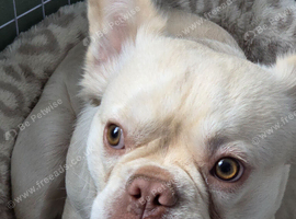 French bulldog