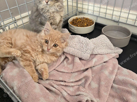 Persian x maincoon kitten