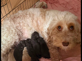 Fb1 cockapoo puppies