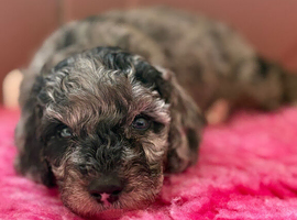 Cockapoo Puppies