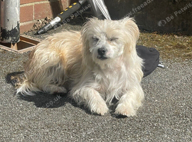 Maltese X terrier