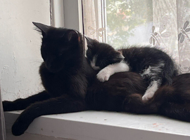 black and white mixed breed kittens to a good home