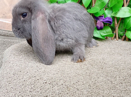 French lop ready now
