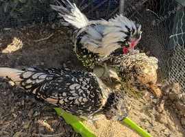 Laced polish trio - 2 hens / 1 cockerel