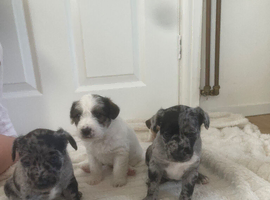 Jack Russell puppies for sale