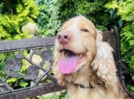 ADULT COCKER SPANIEL