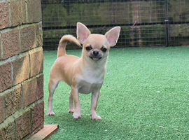 STUNNING TINY FAWN SMOOTH COAT CHIHUAHUA
