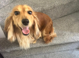 Beautiful long haired miniature Dachshunds