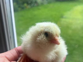 Day old chicks