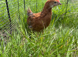 Rhode Island Red cros. chick 6 weeks