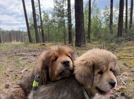Beautiful puppies for sale