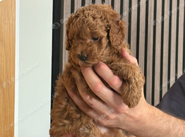 Toy cavapoo puppies