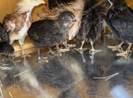 8 WEEK OLD CHICKENS