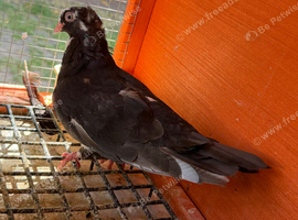 Young Pigeons for Sale