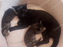 2 adorable tabby kittens looking for a forever home.