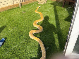 Golden child Reticulated python
