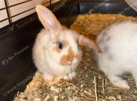 Baby Rabbit