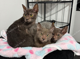 Lykoi kittens
