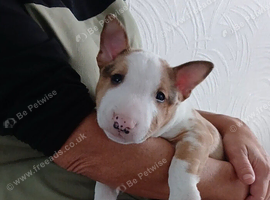 Miniature English Bull terrier