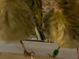 Cock and Hens