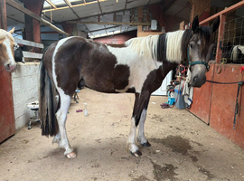 Buckskin and White 3 yr gelding