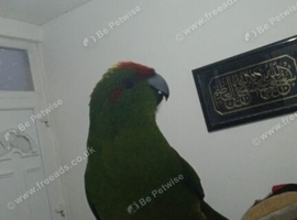 Kakariki male