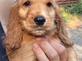 Show type Cocker spaniels puppies x 2 boys