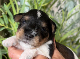 5* KC Tri-Colour Parti & Black Mini Schnauzer