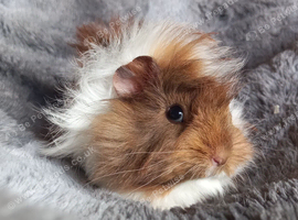 Baby Guinea pigs for sale Ready now