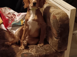 Selling puppies