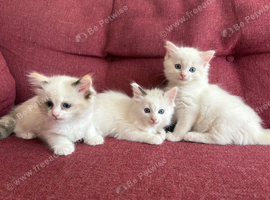 Pure Ragdoll Kittens - Ready Now