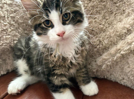 Ragamuffin x Maine Coon Kittens For Sale