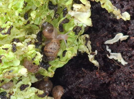 Baby giant african land snails