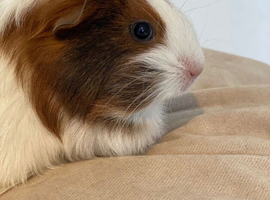 Sweet guinea pig girl looking for new home, based in Dunfermline