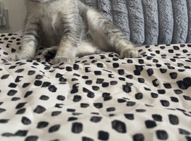 Ragdoll X British Short hair