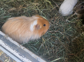 Adult guinea pigs
