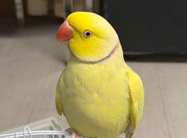 Beautiful Male Ringnecks
