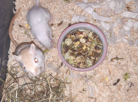 Super friendly gerbils from hobby breeder