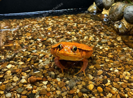 Adult Female Tomato Frog