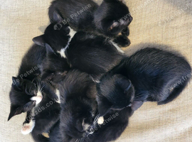 Kittens ready for forever home